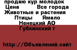 продаю кур молодок. › Цена ­ 320 - Все города Животные и растения » Птицы   . Ямало-Ненецкий АО,Губкинский г.